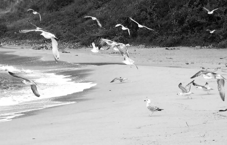 10342880_10154589885895503_4636060059604571018_n