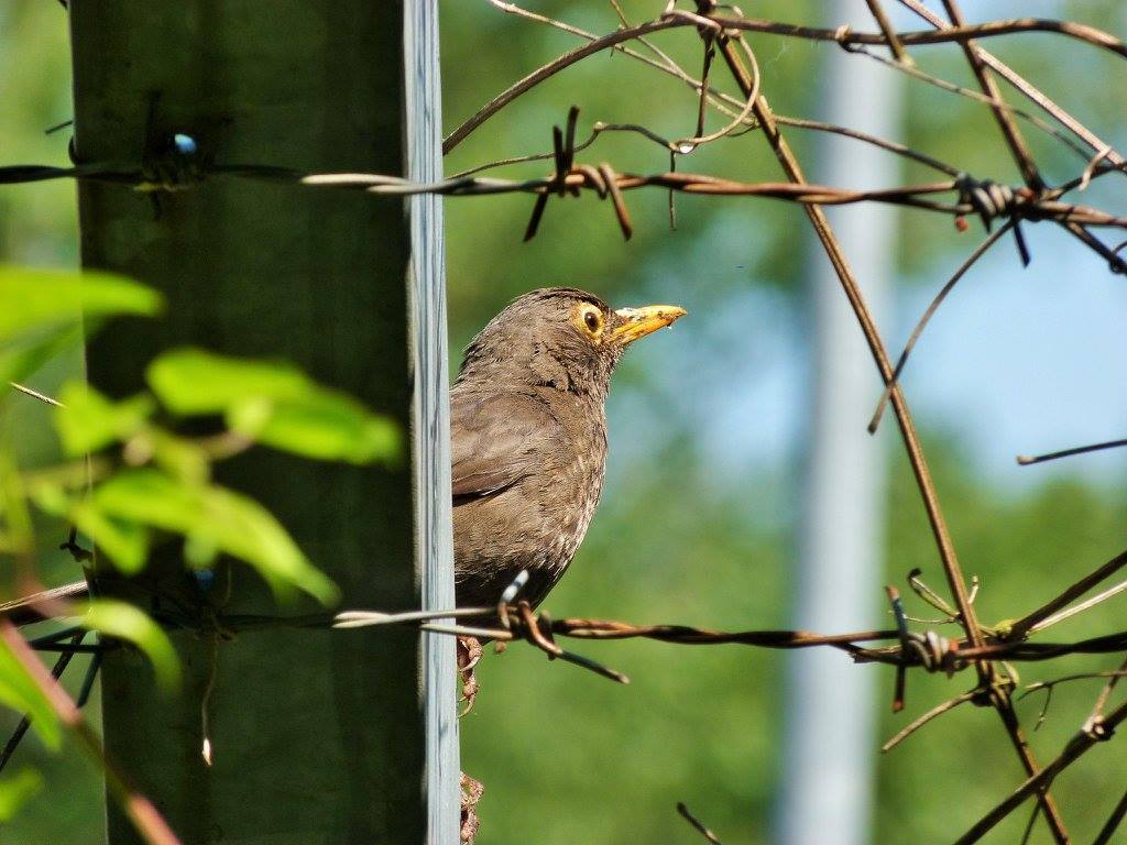 13227343_10156936073745503_3654484738227880919_o